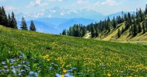 yellow, field, flowers