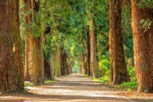 avenue, trees, away